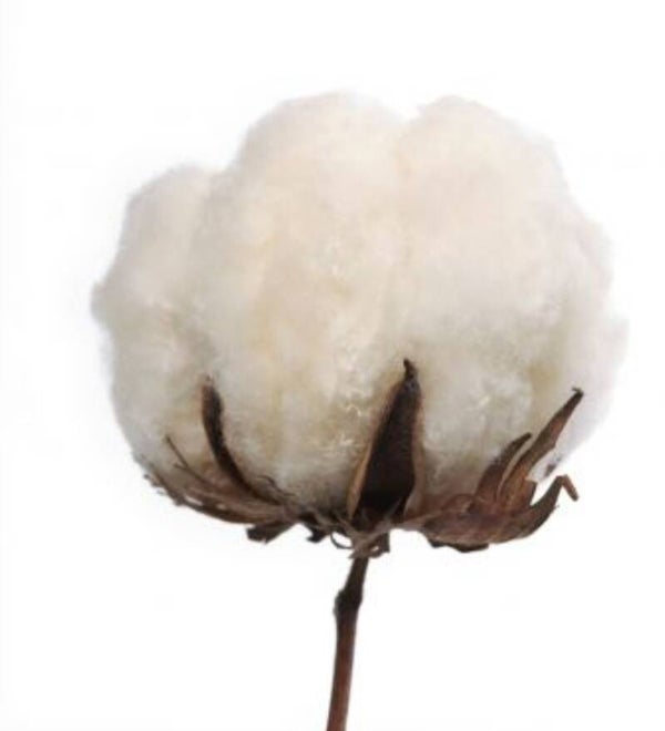 Vanilla Cotton Candle