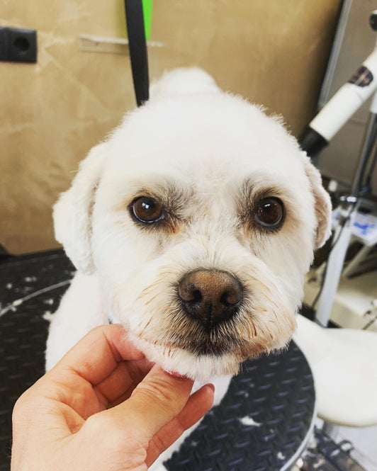 Getrimde hond bij Chessie