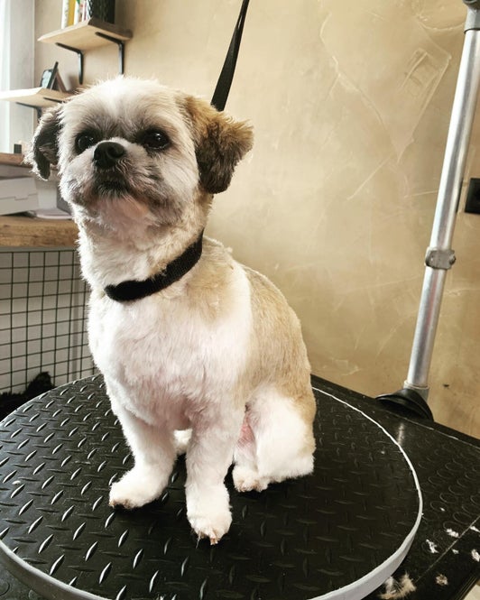 Hond na trimbeurt