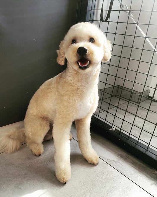 Hond in de salon