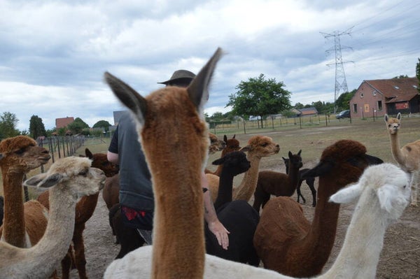 1 jaar paarden en alpacas - vanaf Juni 2026