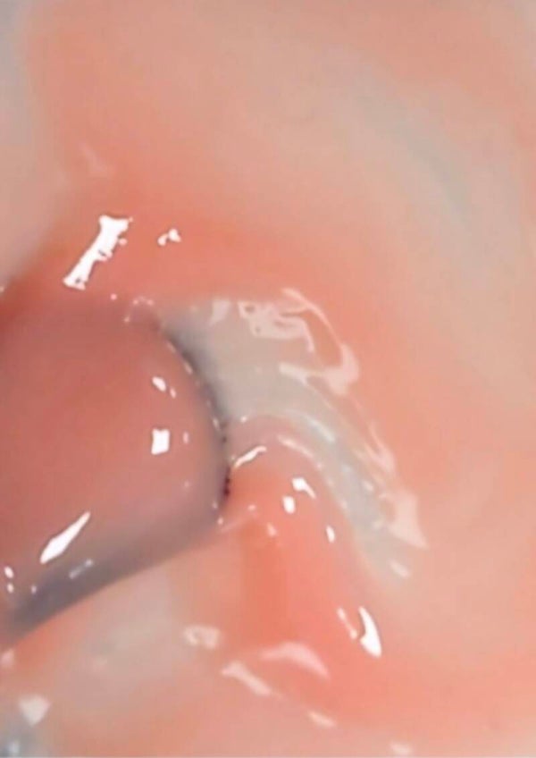 BASE FIBER 15ml Nude