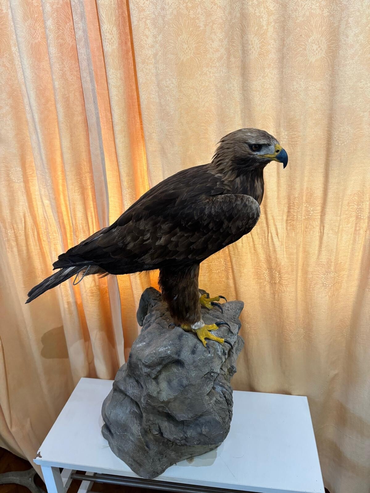 Aigle royal