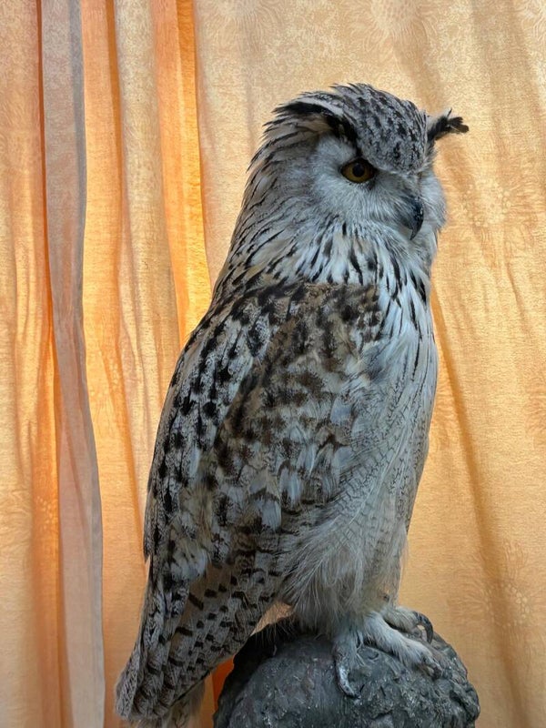 Grand duc isabelle