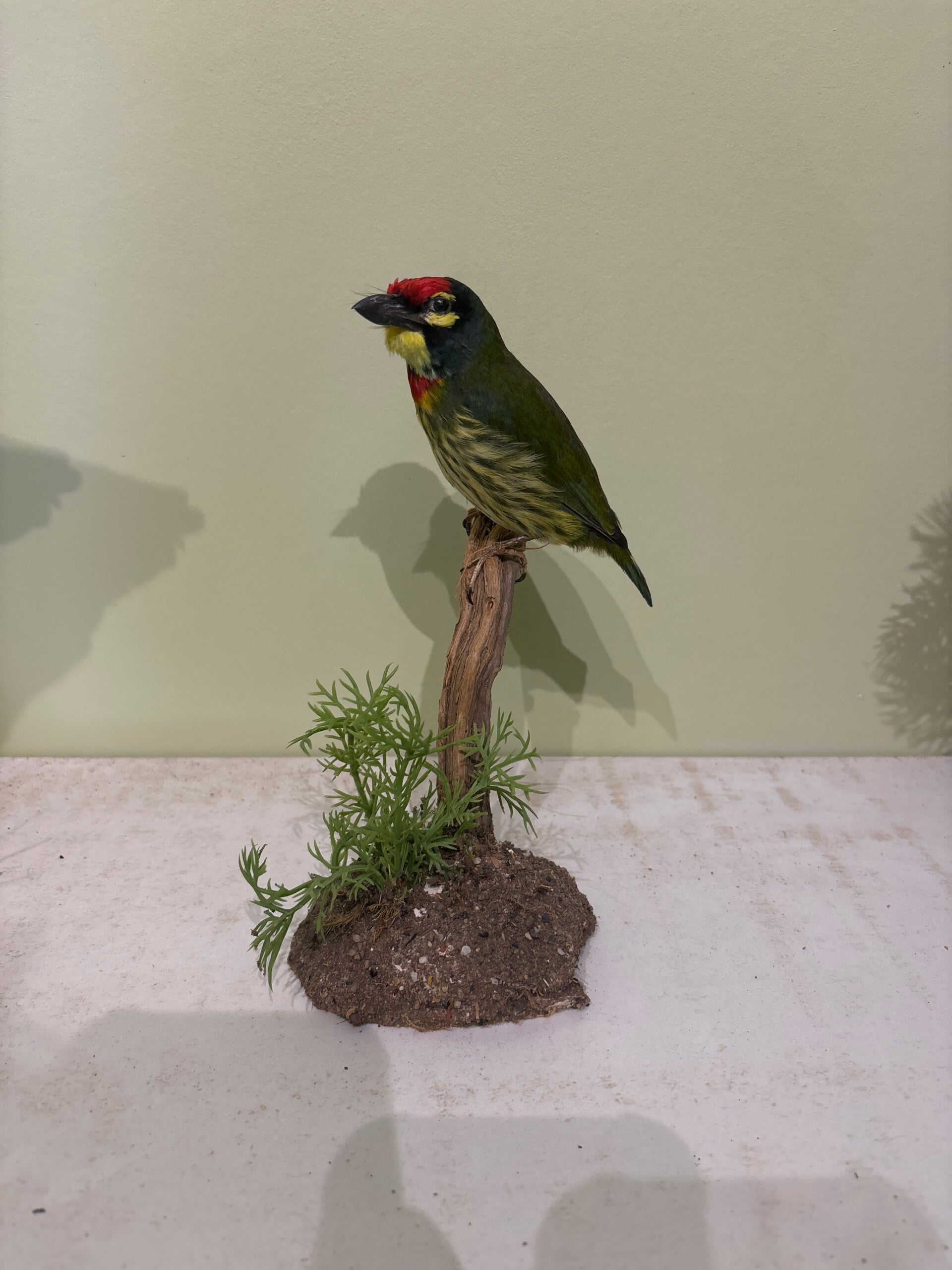 Barbu à plastron rouge