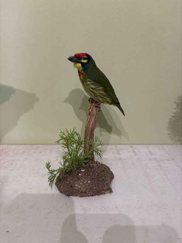 Barbu à plastron rouge