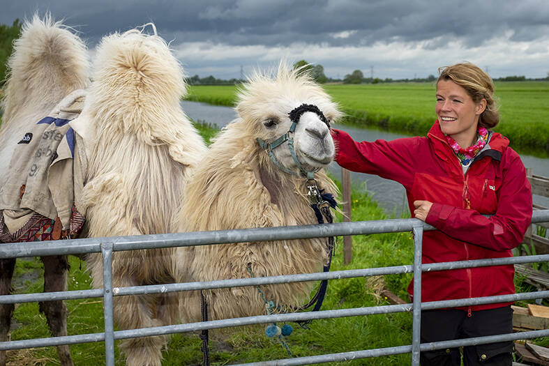 KameelindePolderBerkenwoude2.jpg