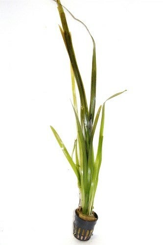 Vallisneria giganthea rubra