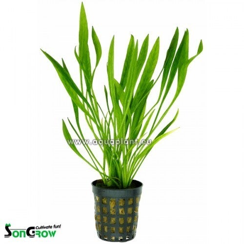 Echinodorus latifolius