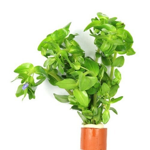 Bacopa caroliniana bosje