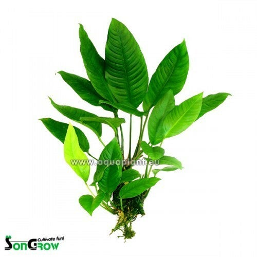 Anubias heterophylla big