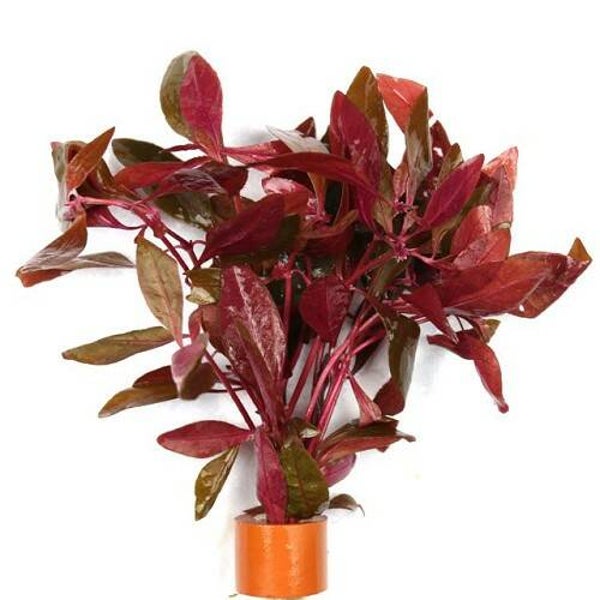 Alternanthera sessilis bosje