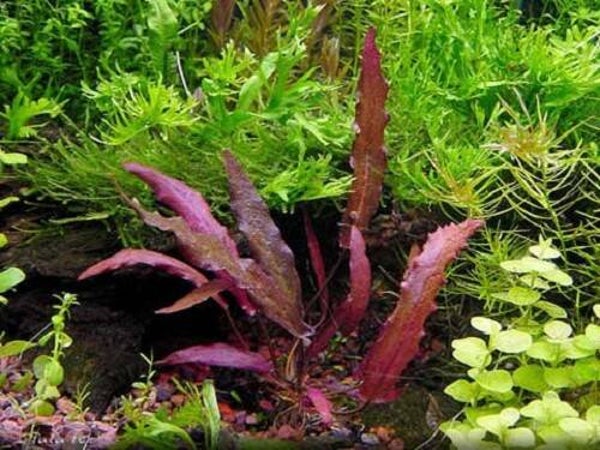 Barclaya longifolia Knol