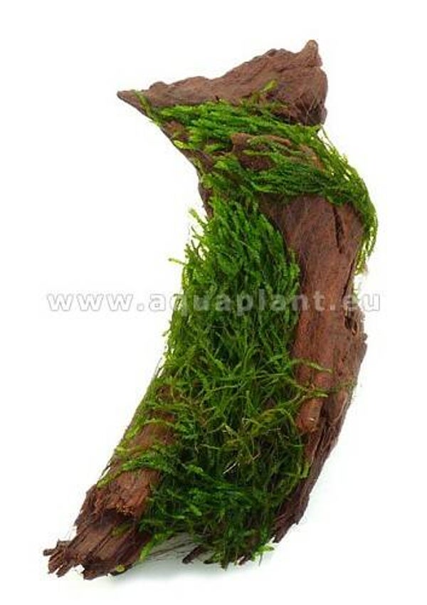 Beauty moss op driftwood