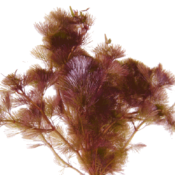 Cabomba piauhyensis pot