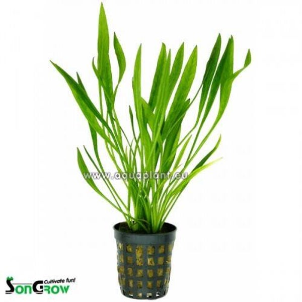 Echinodorus latifolius