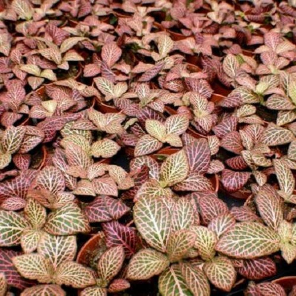 Fittonia mini red