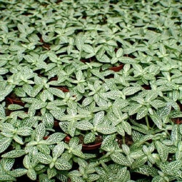 Fittonia mini white