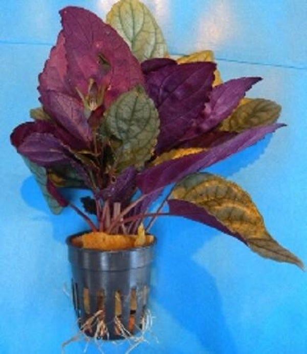 Hemiographis specie red