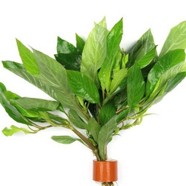 Hygrophila siamensis bosje