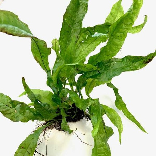 Lavasteen met Microsorium