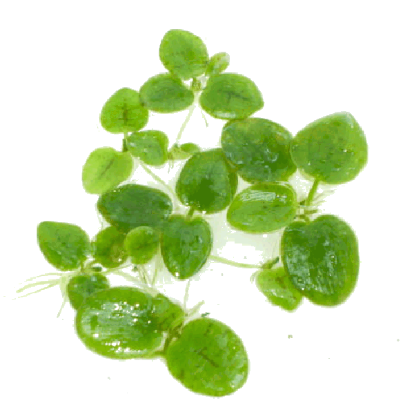 Limnobium - kikkerbeet