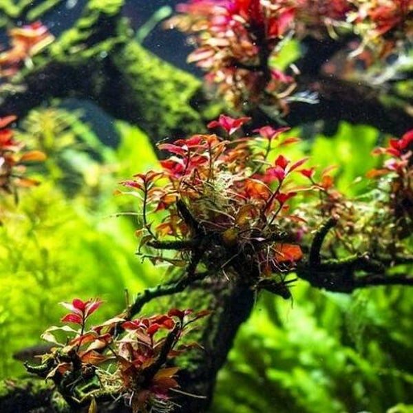 Ludwigia mini super red