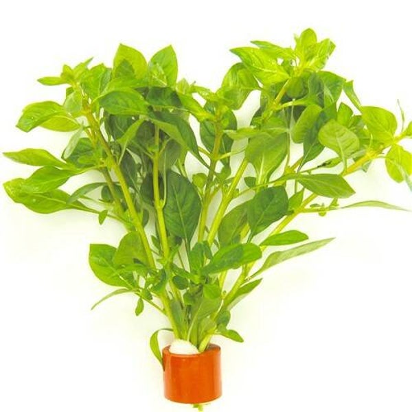 Ludwigia mullerti bosje