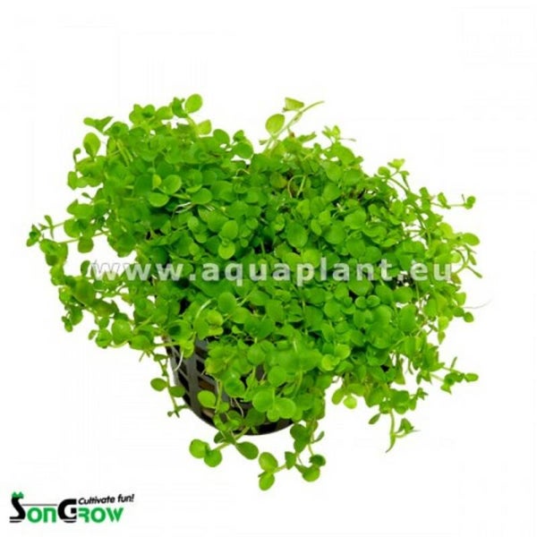 Micranthemum Monte Carlo