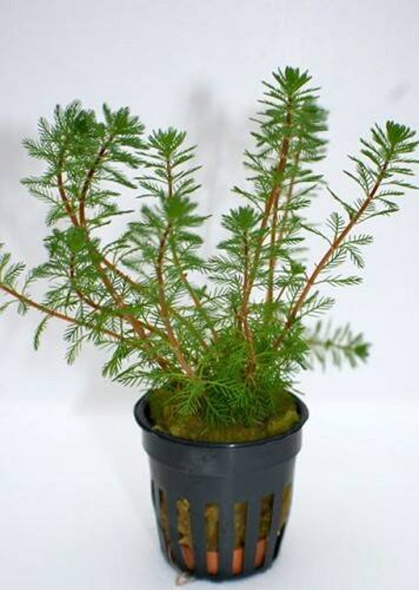 Myriophyllum brasiliensis