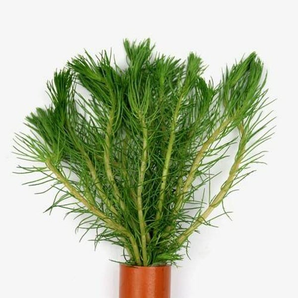 Myriophyllum propinquum