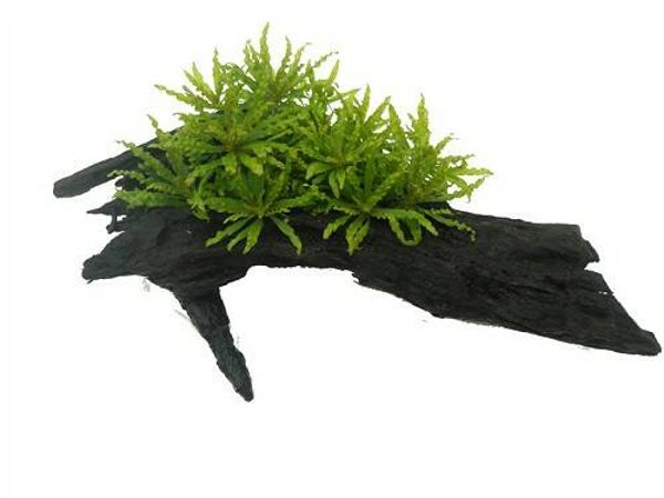 Pogostemon helferi op hout - S