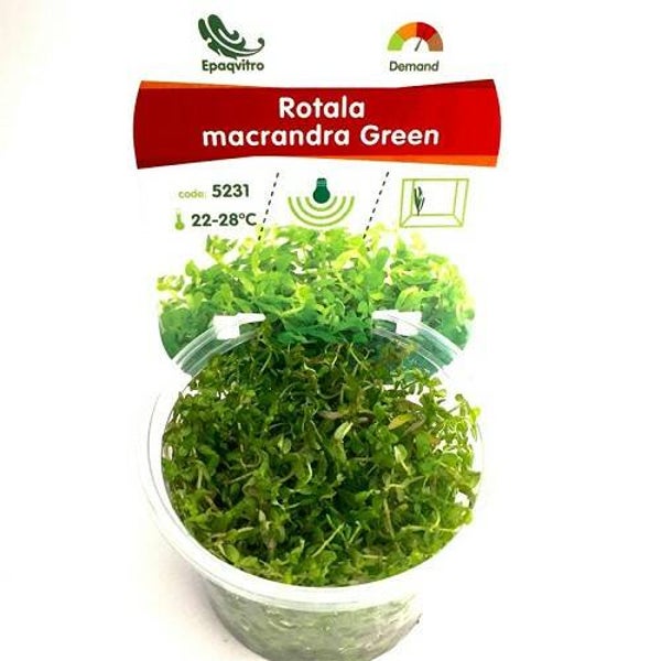 Rotala macrandra green in cup