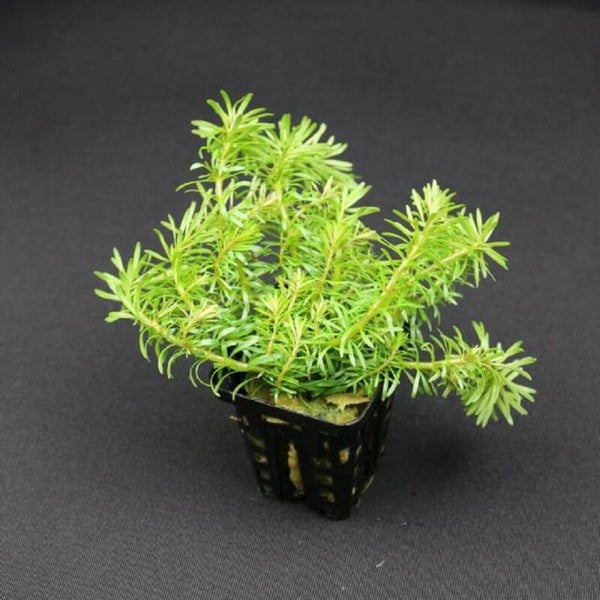 Rotala wallichii