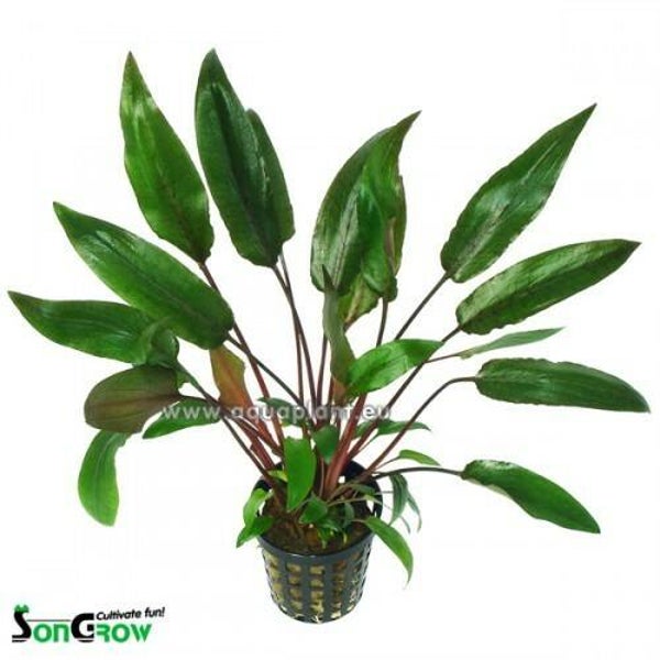 Cryptocoryne becketii