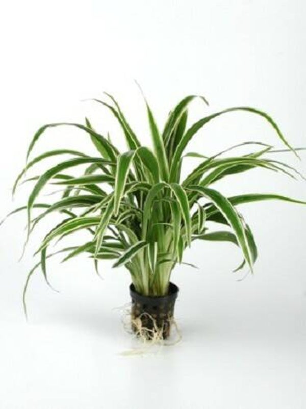 Chlorophytum bichetii - Biesvaren