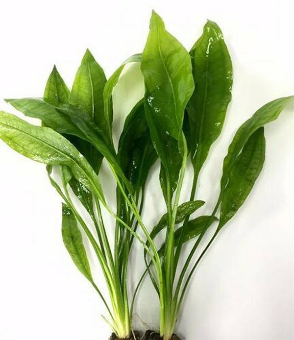 Echinodorus paniculatus (bleheri) - Amazone zwaardplant