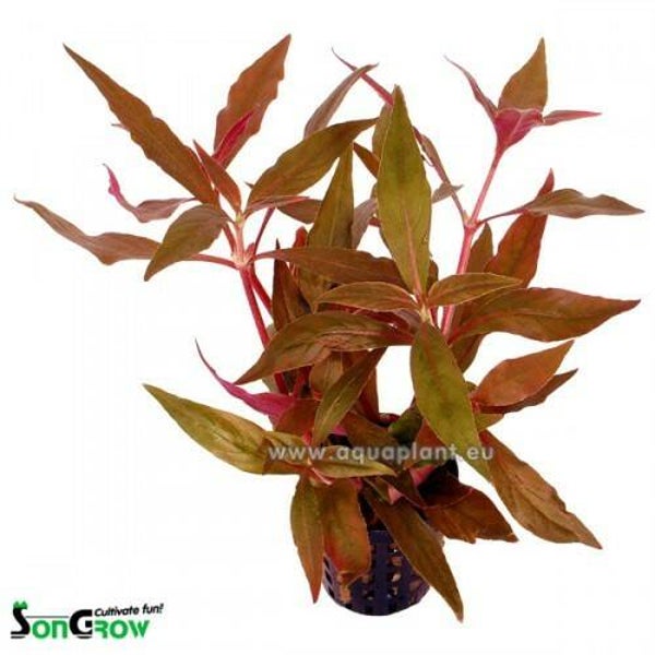 Alternanthera cardinalis