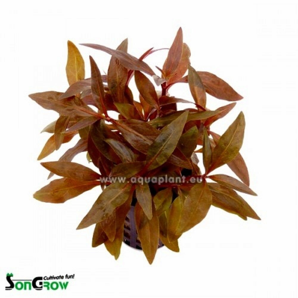 Alternanthera reineckii mini