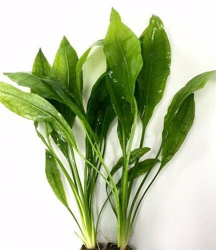 Echinodorus paniculatus (bleheri) - Amazone zwaardplant