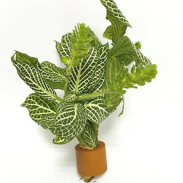 Fittonia white bosje