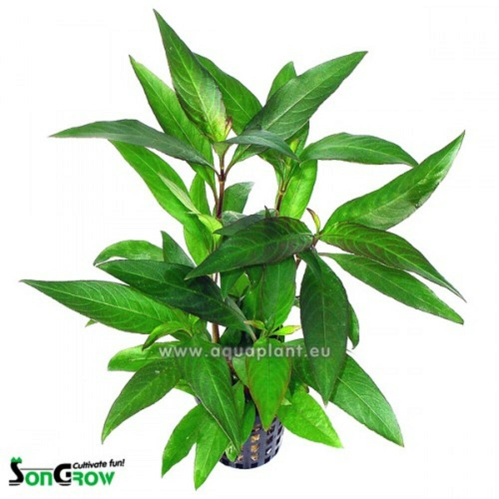 Hygrophila siamensis