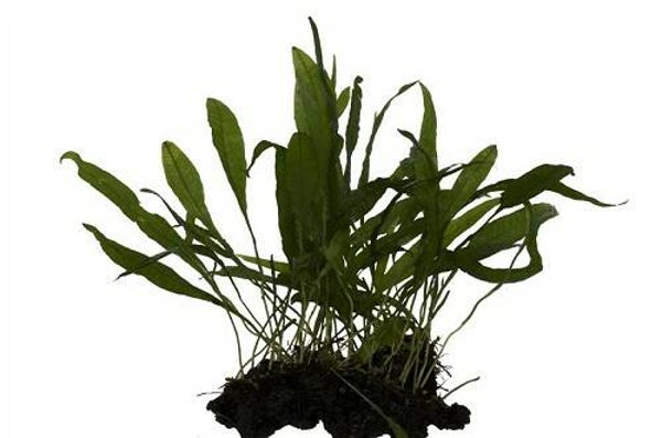 Microsorium op driftwood - M