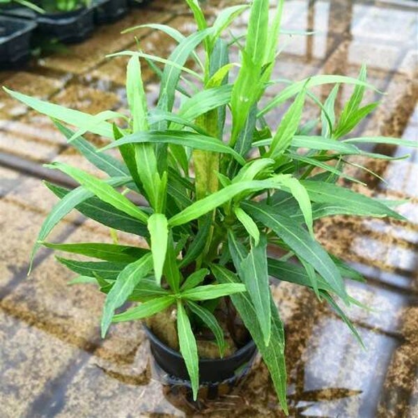 Hygrophila sallicifolia narrow leaf