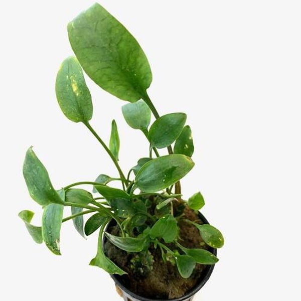 Cryptocoryne bullosa