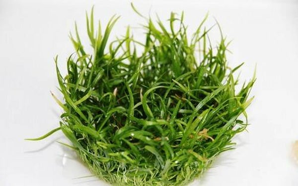 Echinodorus tenellus beker