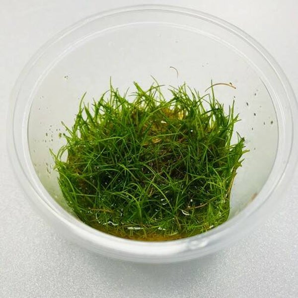 Eleocharis specie mini in cup