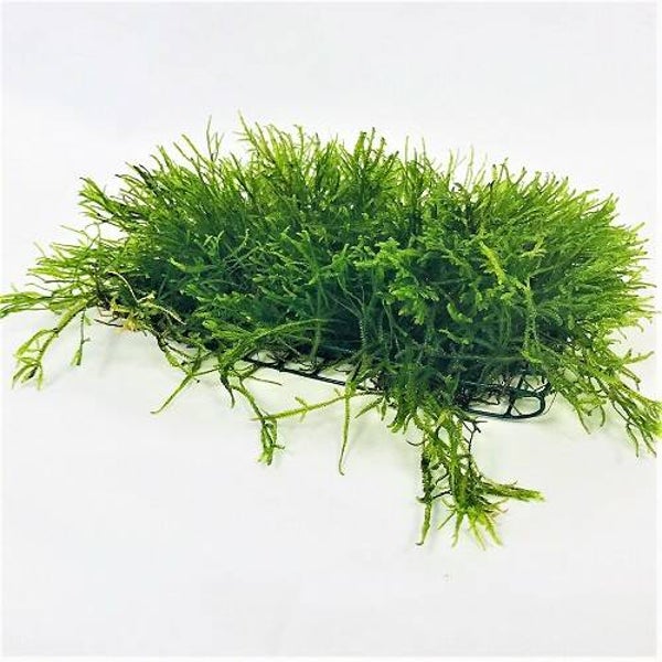 Vesicularia op net 15x10 cm. - javamos