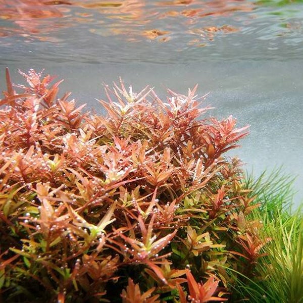 Rotala orange Juice