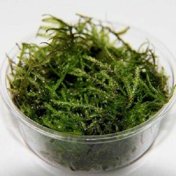 Christmas moss in cup 8 cm.